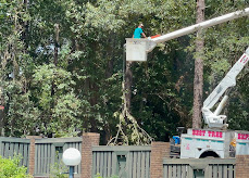 Tree Trimming